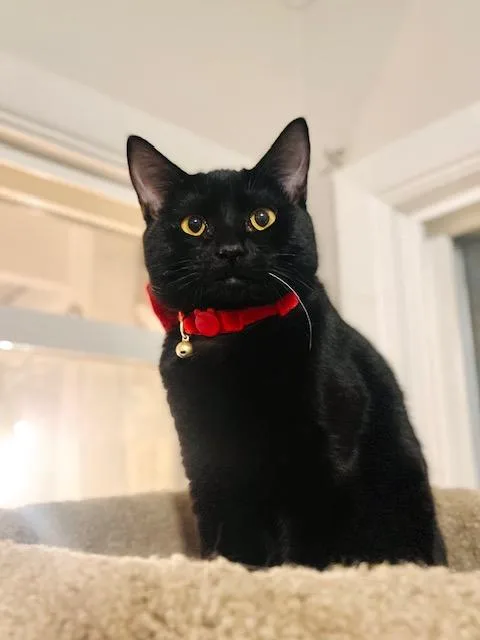 A young small-sized female Black Domestic Short Hair cat named Baila for adoption in Great Falls, MT
