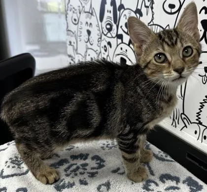 A young small-sized female Domestic Short Hair cat named B Dumplin for adoption in North Charleston, SC
