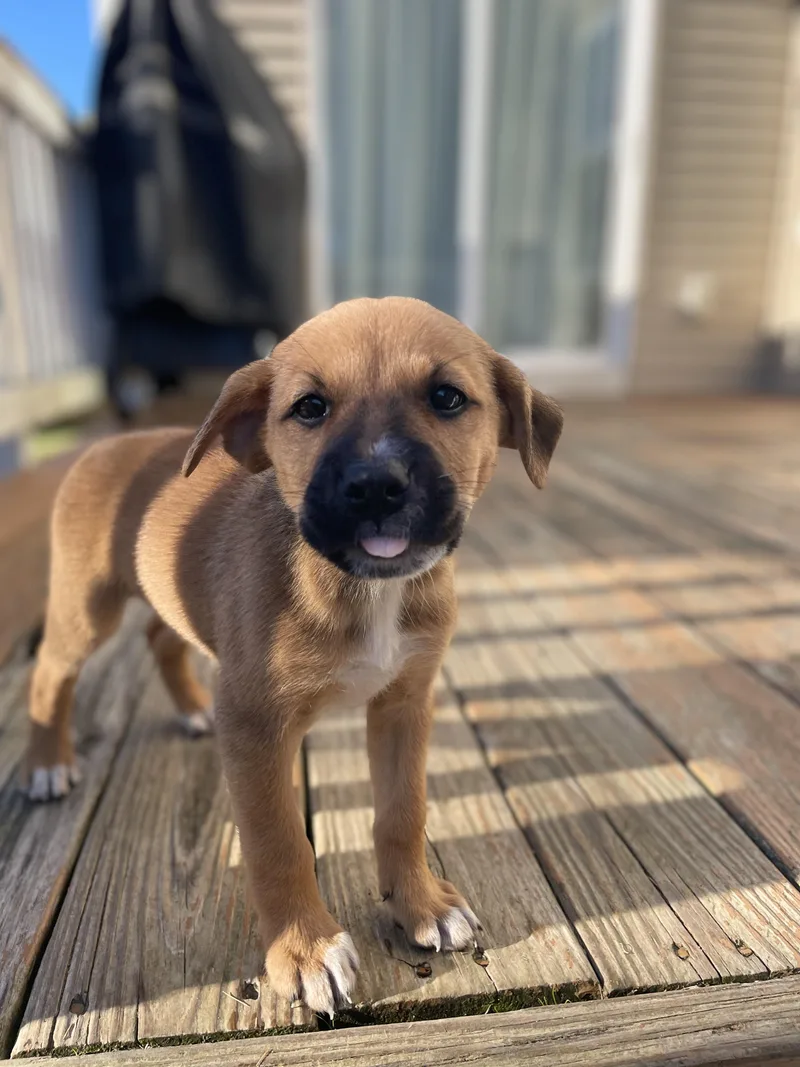 A baby medium-sized female Australian Shepherd dog named Trick for adoption in Richmond, VA