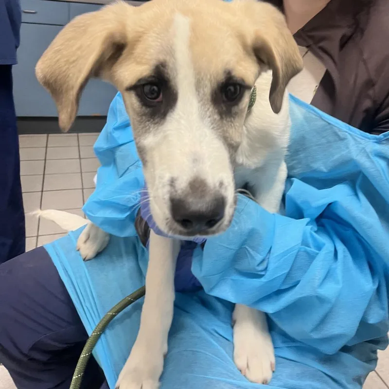 A baby small-sized male Yellow / Tan / Blond / Fawn Mixed Breed dog named Lawn for adoption in Charleston, WV