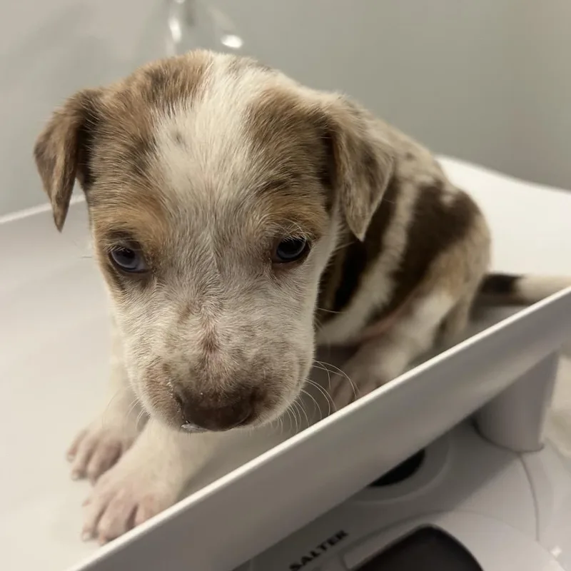 A baby small-sized female Brown / Chocolate Mixed Breed dog named Campfire for adoption in Park City, UT
