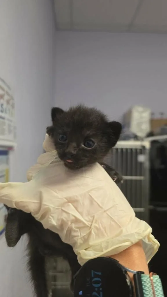 A baby medium-sized male Domestic Short Hair cat named Dijon for adoption in New Braunfels, TX