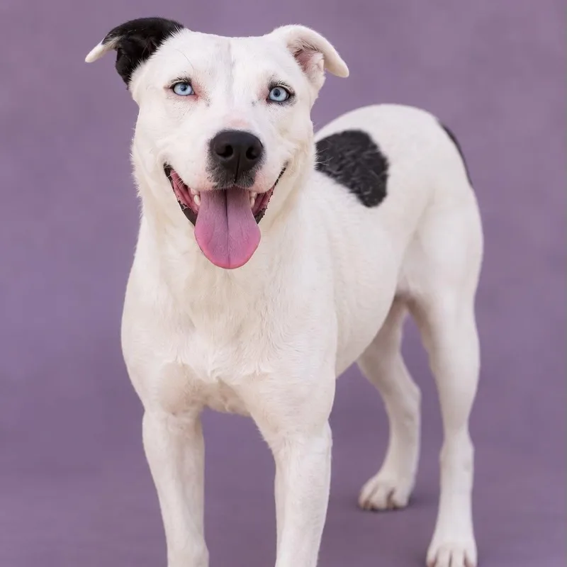 An adult medium-sized female White / Cream Mixed Breed dog named Alaska for adoption in Cranston, RI