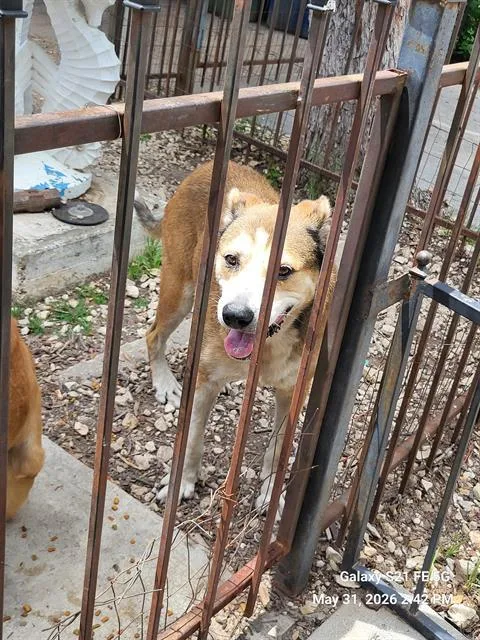 An adult large-sized male Golden Retriever dog named Beto for adoption in San Antonio, TX