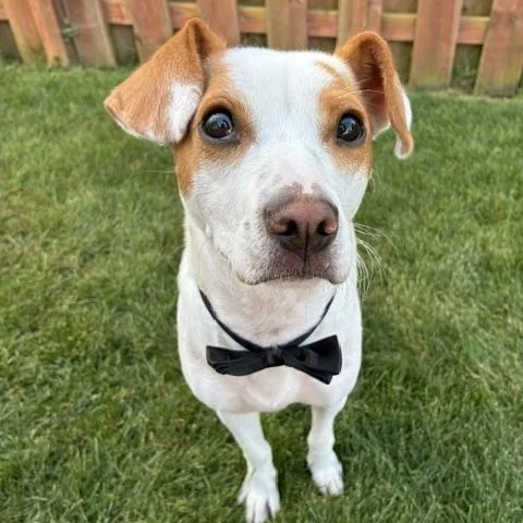 A young small-sized male White / Cream Jack Russell Terrier dog named Buddy for adoption in Plainfield, IL