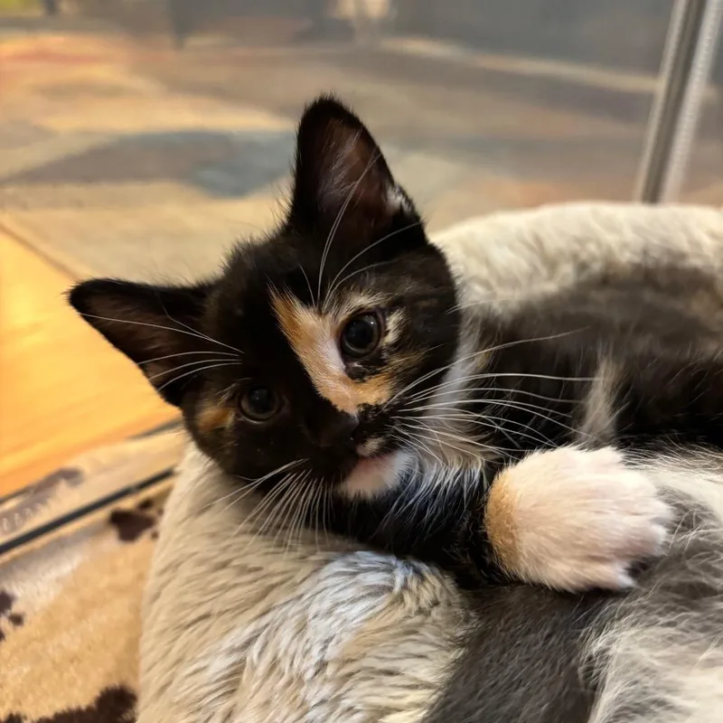 A baby small-sized female Tortoiseshell Domestic Short Hair cat named Basil for adoption in Sunnyvale, CA