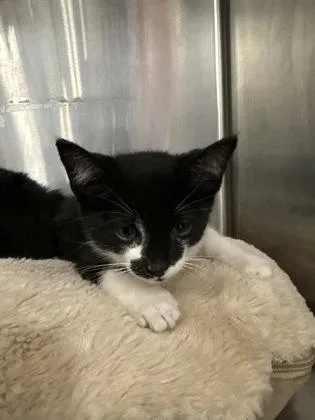 A baby medium-sized male Domestic Short Hair cat named Zenni for adoption in West Chester, PA