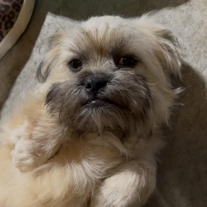 A baby small-sized male Shih Tzu dog named Gucci for adoption in Warrior, AL