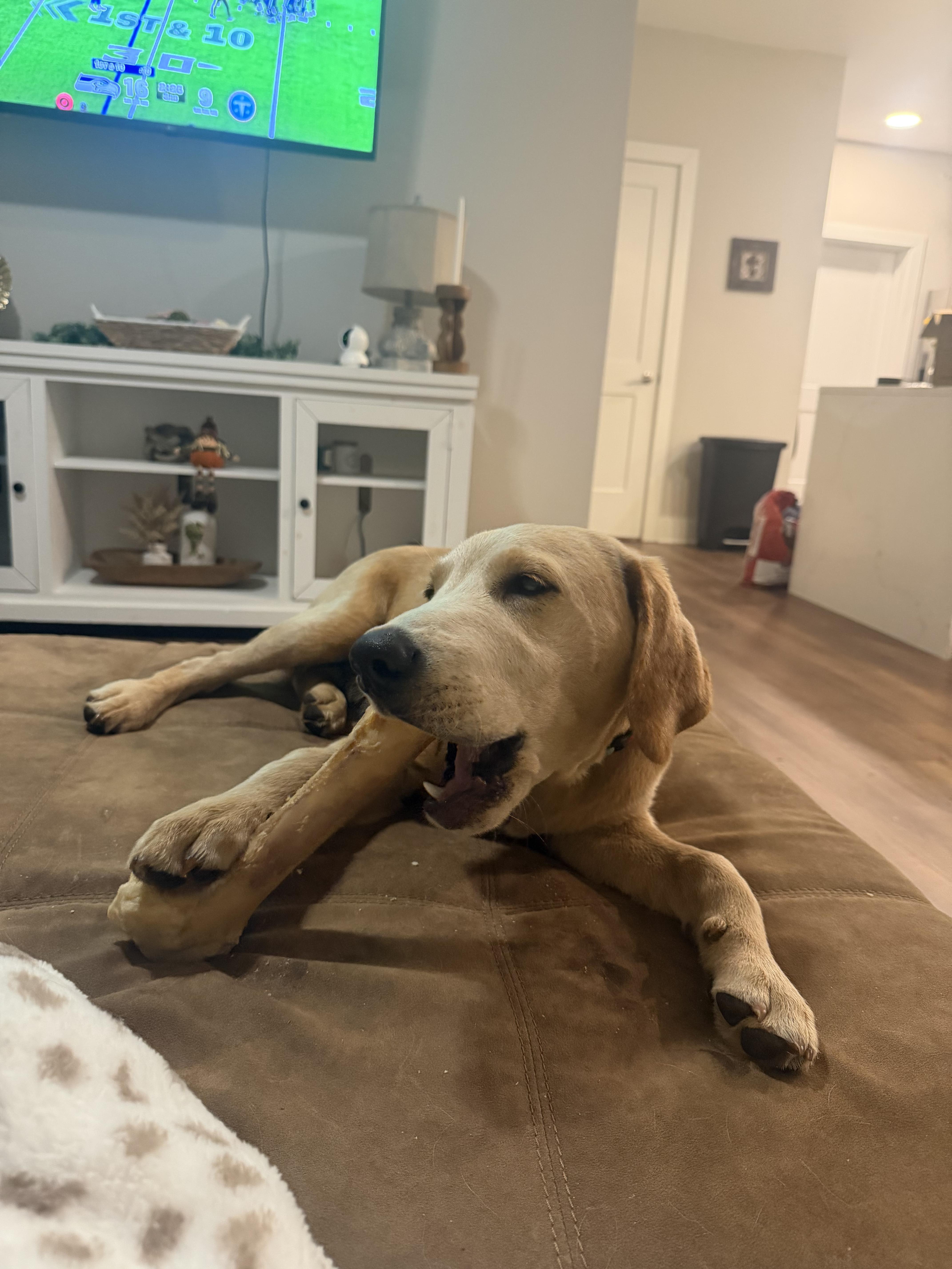 A young large-sized male Yellow / Tan / Blond / Fawn Yellow Labrador Retriever dog named Auggie for adoption in Franklin, TN
