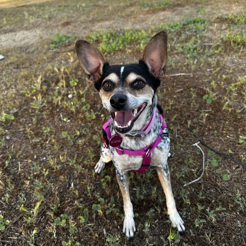 An adult small-sized female Fox Terrier dog named Dottie for adoption in Los Angeles, CA