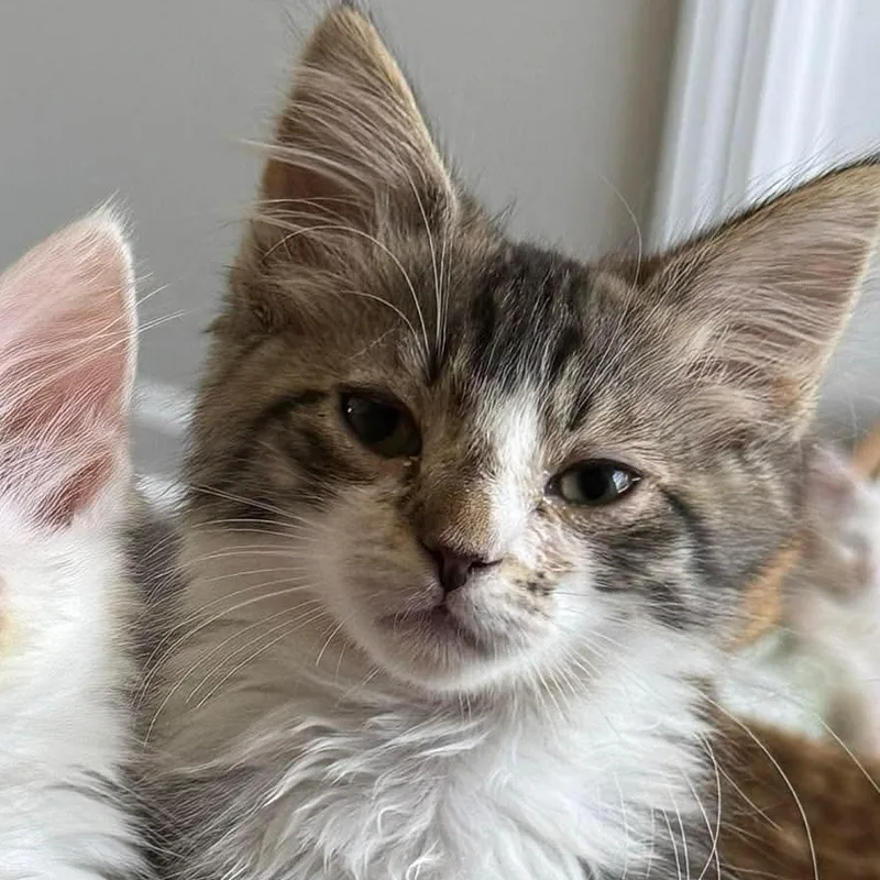 A baby medium-sized male Tabby (Brown / Chocolate) Domestic Long Hair cat named DeNiro for adoption in Aberdeen, NC