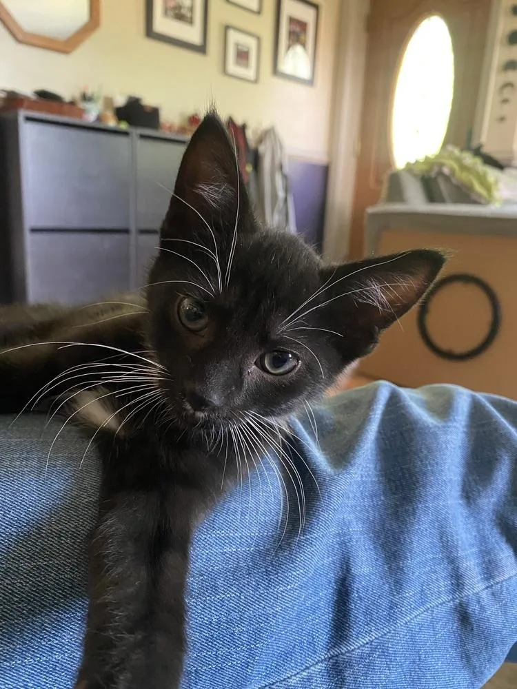 A baby small-sized male Black & White / Tuxedo Domestic Short Hair cat named Monster for adoption in Dayton, OH