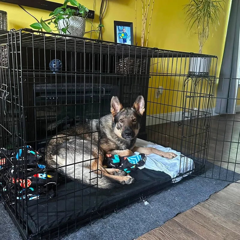 A young large-sized male German Shepherd Dog dog named Dante for adoption in Chesterfield, MO