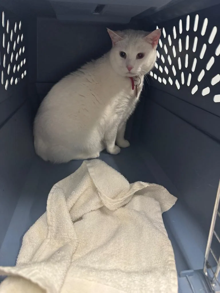 An adult medium-sized female Domestic Short Hair cat named Lulu for adoption in Bloomington, IN