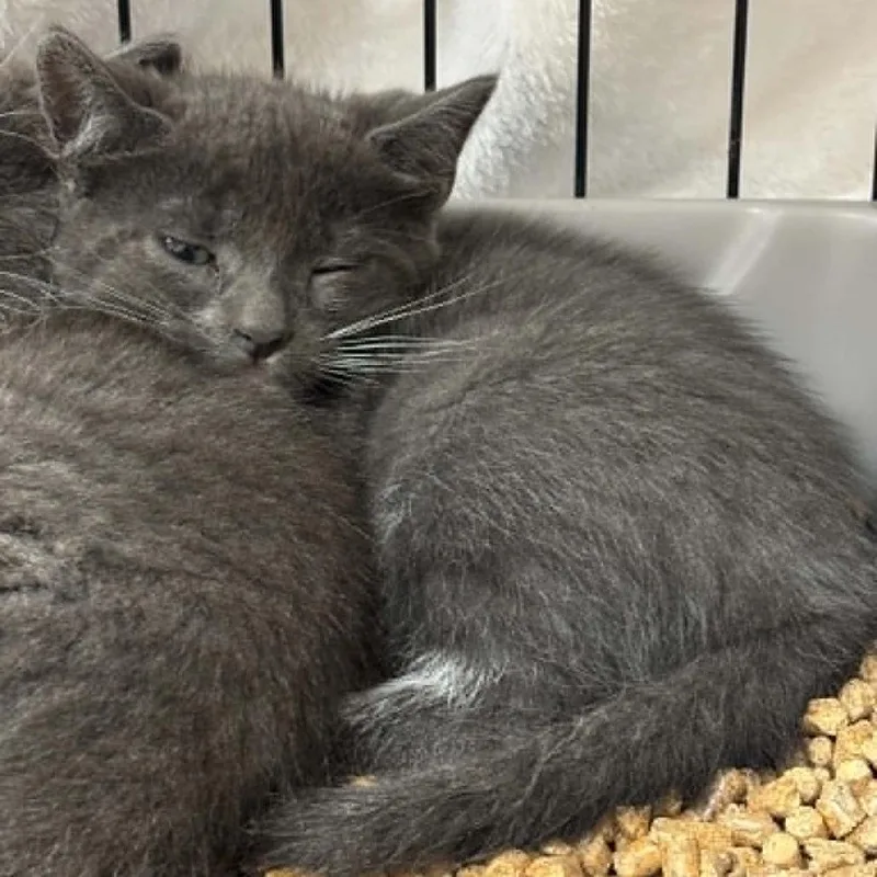 A baby small-sized male Gray / Blue / Silver Domestic Short Hair cat named Tucker for adoption in Pine Mountain, GA