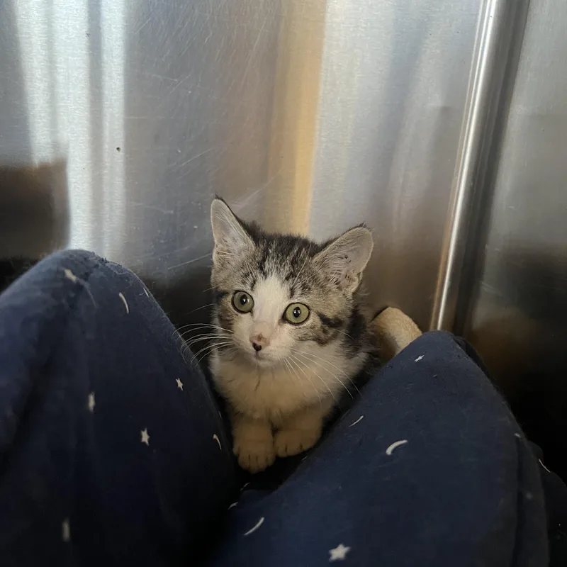 A baby medium-sized female White Domestic Short Hair cat named Lady for adoption in Washington, UT