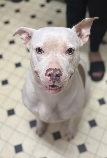 An adult large-sized female Mixed Breed dog named Daisy Maisy for adoption in Fairfax, VA