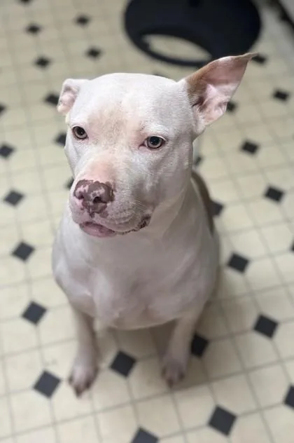Daisy Maisy thumbnail 2