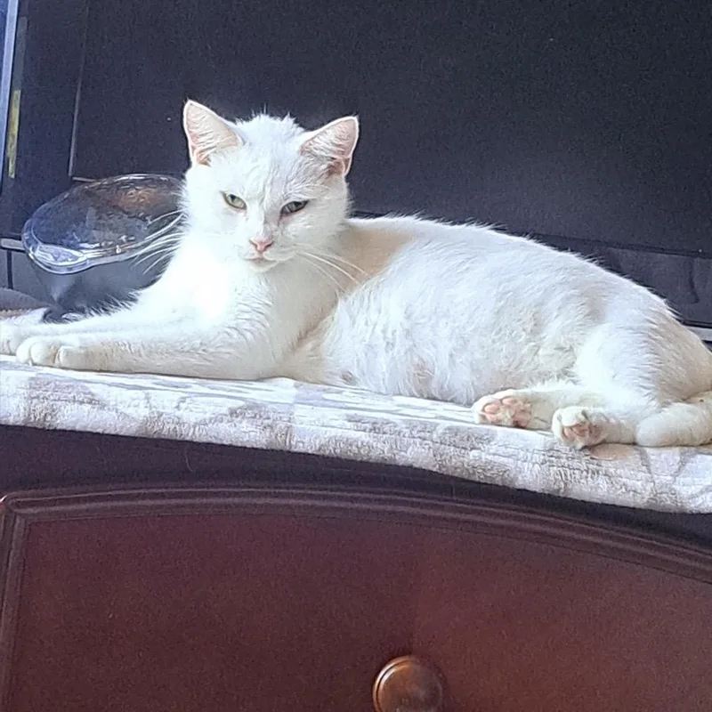 An adult medium-sized female White Domestic Short Hair cat named Ivory for adoption in Belleville, IL