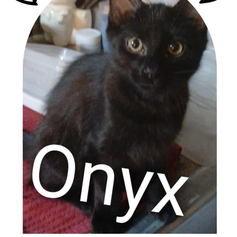 A young small-sized female Black Domestic Short Hair cat named Onyx  Courtesy Listing for adoption in Tuscaloosa, AL