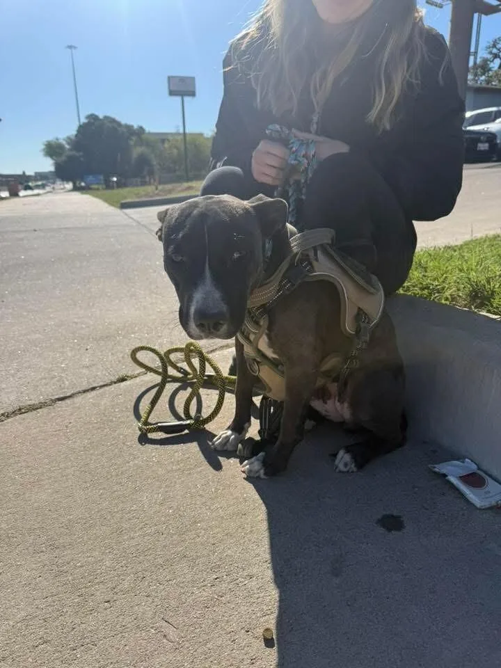 An adult medium-sized female Black Pit Bull Terrier dog named Peach for adoption in Austin, TX
