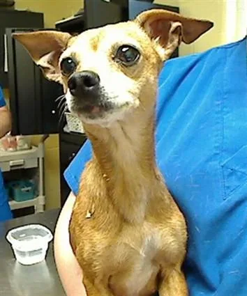 A young small-sized female Chihuahua dog named Window Well for adoption in Cookeville, TN