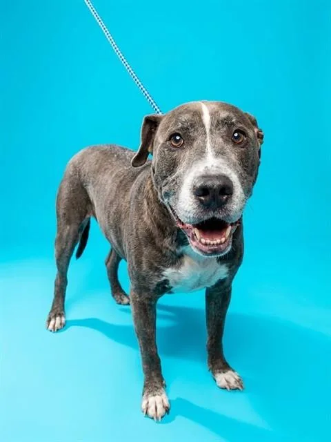 An adult large-sized male Mixed Breed dog named Whiskey for adoption in Jacksonville, FL