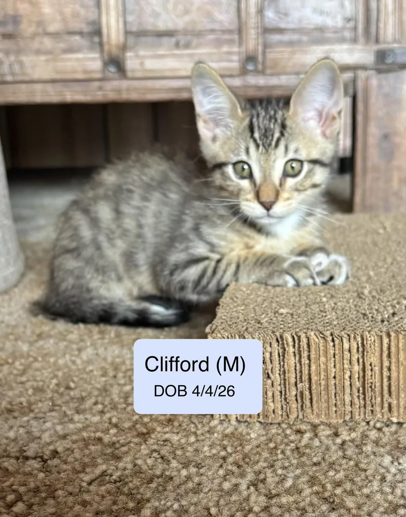 A baby medium-sized male Tabby cat named Clifford for adoption in Vacaville, CA