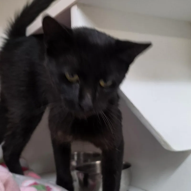 A young small-sized female Black Domestic Short Hair cat named Freda for adoption in Troy, IL