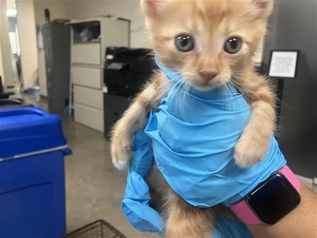 A baby small-sized male Domestic Short Hair cat named Orange for adoption in San Antonio, TX