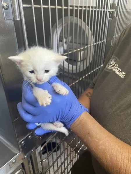 A baby medium-sized male Domestic Short Hair cat named Salt for adoption in Victorville, CA