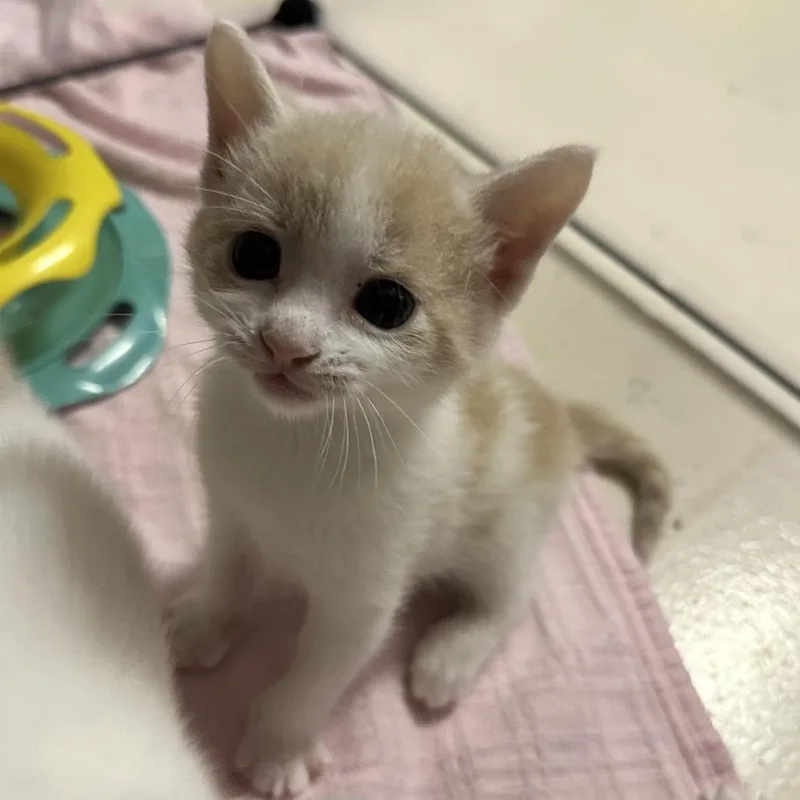 A baby small-sized male Orange / Red Domestic Short Hair cat named Kayak for adoption in North Port, FL