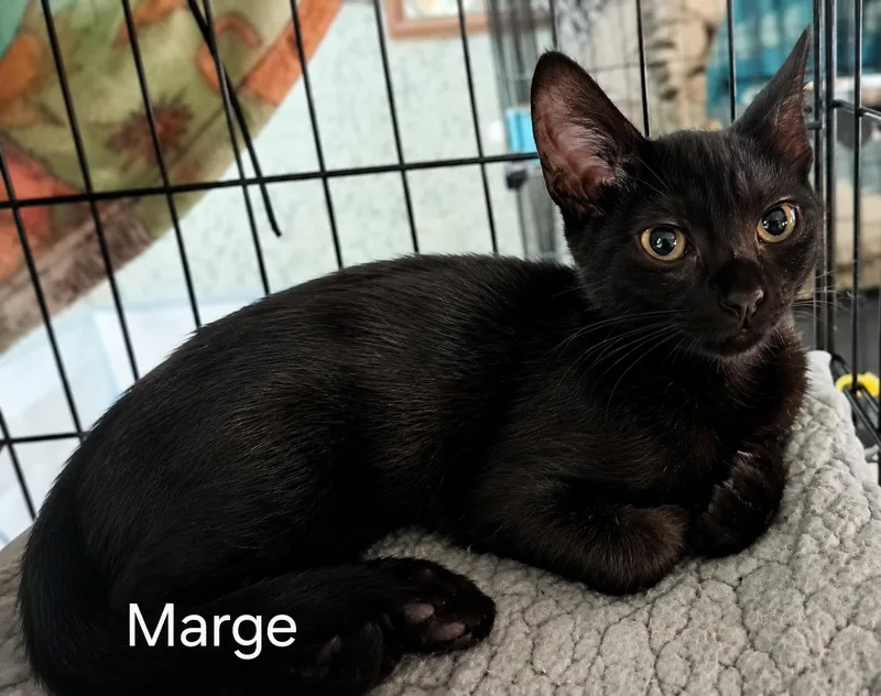 A baby small-sized female Black Domestic Short Hair cat named Marge for adoption in Spring Branch, TX