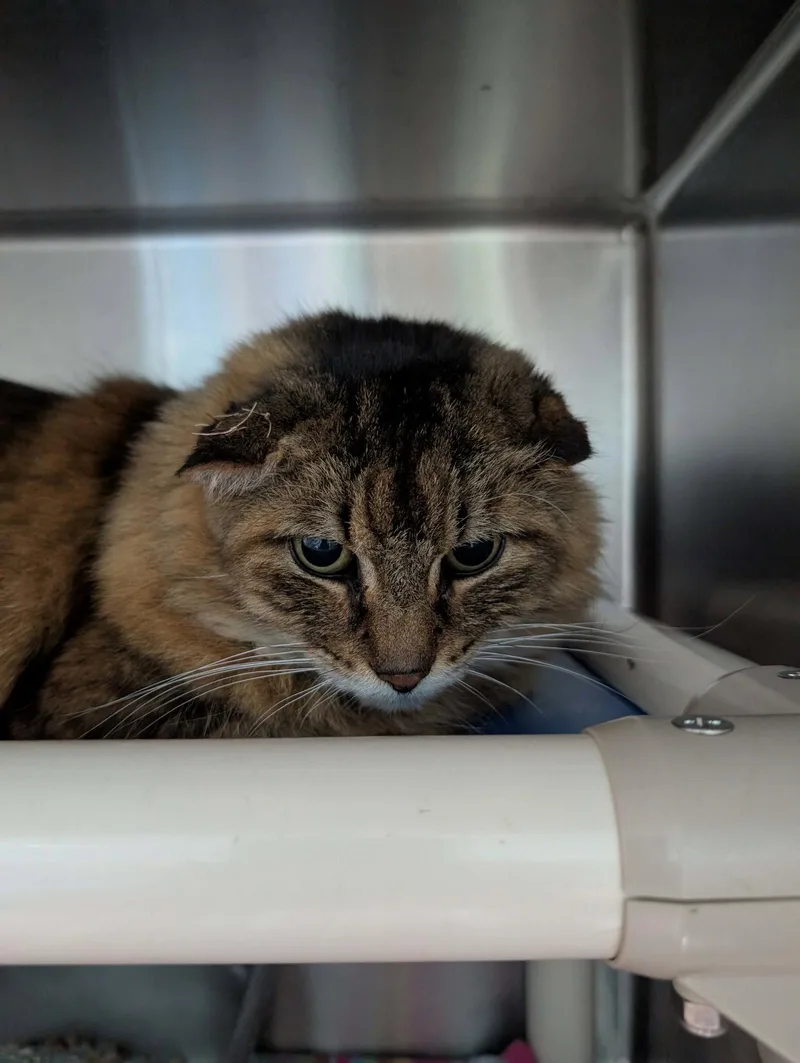 An adult medium-sized female Domestic Long Hair cat named Sassy  Visit At for adoption in Rustburg, VA