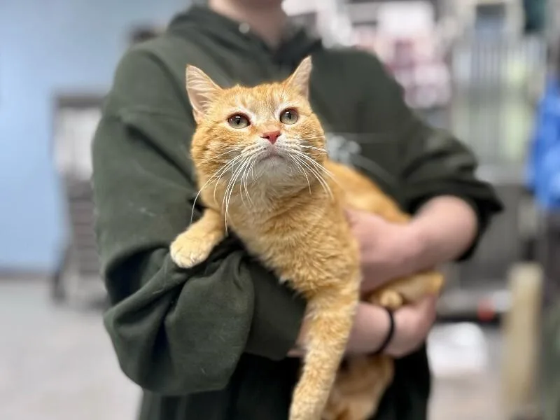 Ron