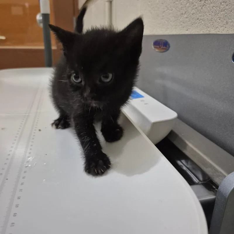 A baby small-sized female Black Domestic Short Hair cat named Nancy for adoption in Upland, CA