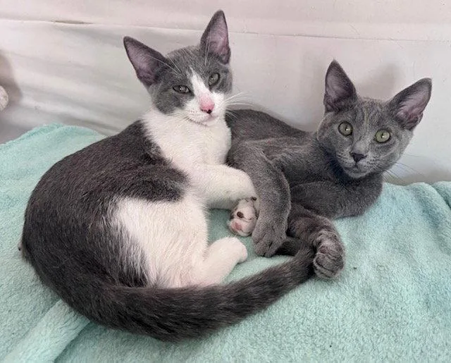 Simon and Garfunkel