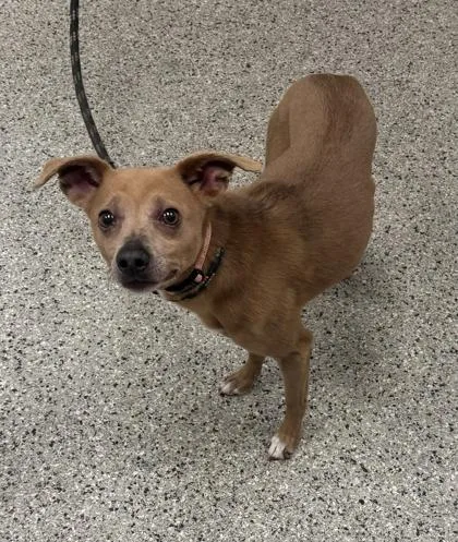 A senior small-sized female Yellow / Tan / Blond / Fawn Mixed Breed dog named Nilla for adoption in Kansas City, MO