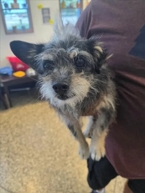 A young medium-sized male Patterdale Terrier / Fell Terrier dog named A for adoption in Tracy, CA