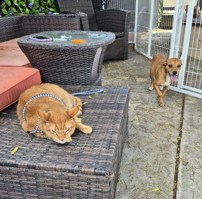 Rocky Rock thumbnail 4