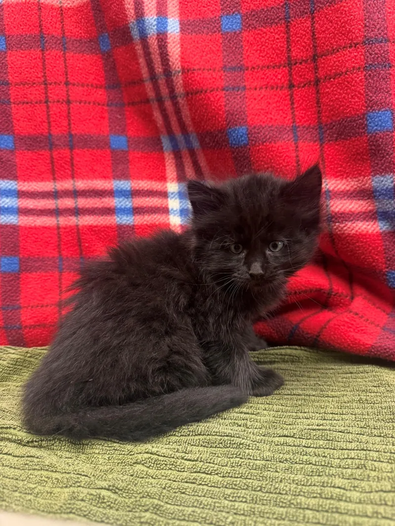 A baby small-sized male Black Domestic Medium Hair cat named Onyx for adoption in Edinburg, VA