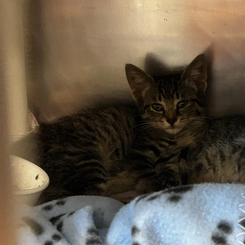 A baby small-sized female Domestic Short Hair cat named Goober for adoption in Delaware, OH