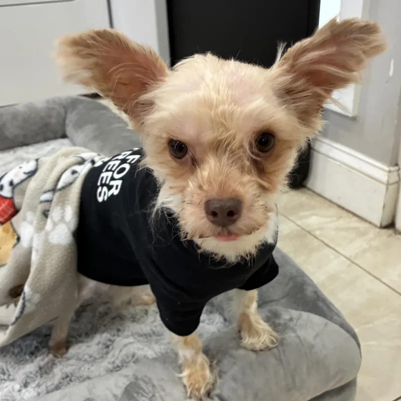 A young small-sized female Apricot / Beige Yorkshire Terrier dog named Ginger for adoption in Abington, PA