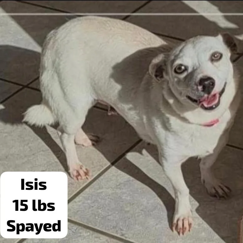 An adult small-sized female White / Cream Mixed Breed dog named Isis for adoption in Englewood, FL