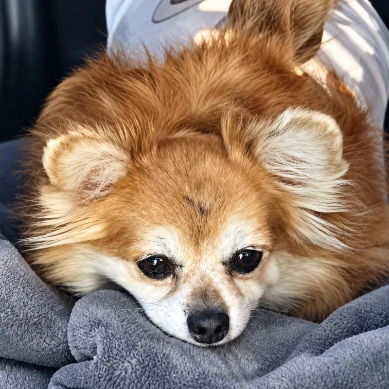 A senior small-sized female Golden Pomeranian dog named Brownie for adoption in Marana, AZ