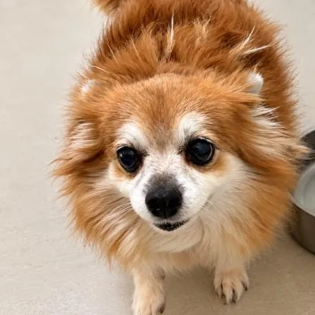 Brownie thumbnail 2