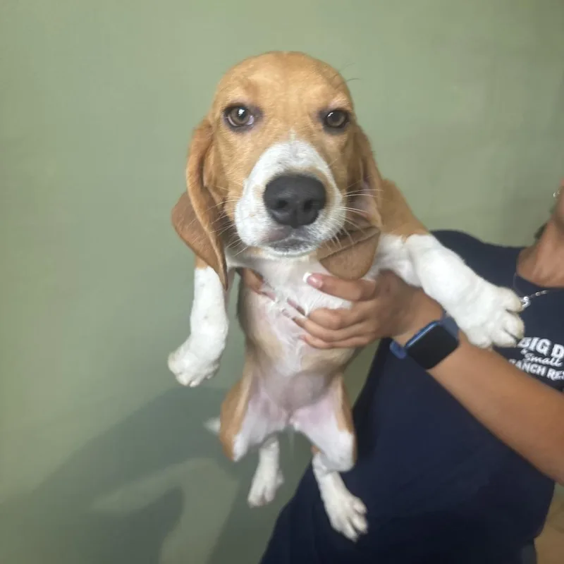 A baby small-sized female Yellow / Tan / Blond / Fawn Beagle dog named BG aka Maxine for adoption in LOXAHATCHEE, FL