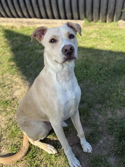 An adult large-sized female Mixed Breed dog named Ballot for adoption in Memphis, TN