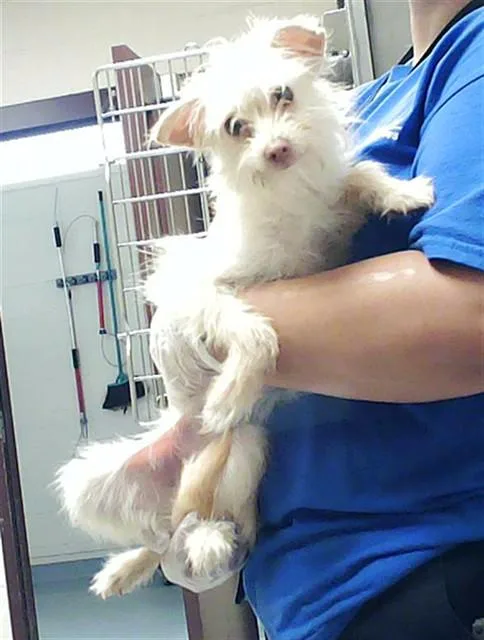 A young small-sized female Cairn Terrier dog named A for adoption in Fayetteville, NC