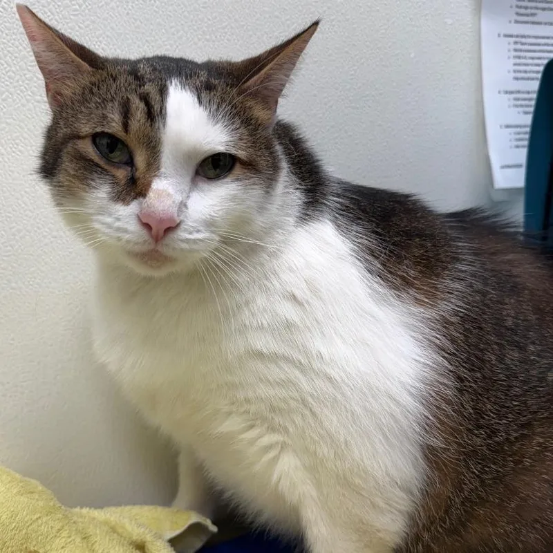 An adult extra large-sized male White Domestic Short Hair cat named Hercules for adoption in Oshkosh, WI